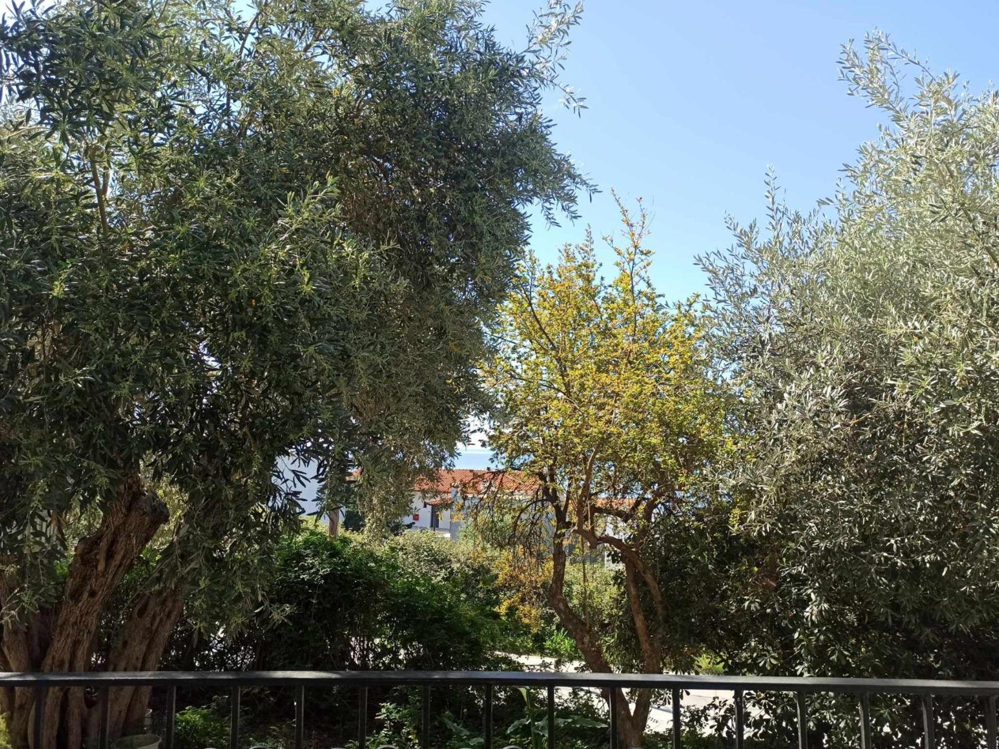Greekowl Apartments Skiathos stad Exteriör bild