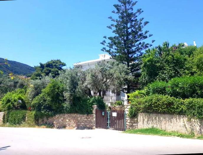 Greekowl Apartments Skiathos stad Rum bild